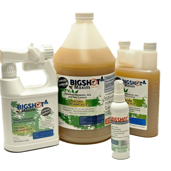 Bigshot Maxim - Image 1